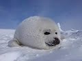 a cute baby seal pup