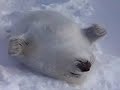 harbor-seal-pup-birth-caught-on-tape.html