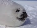 a cute baby seal pup