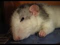 Sleep