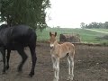 4 day old Belgian Draft Horse Foal
