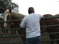 4 day old Belgian Draft Horse Foal 4 day old Belgian Draft Horse Foal