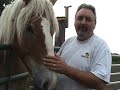4 day old Belgian Draft Horse Foal