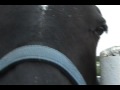 4 day old Belgian Draft Horse Foal