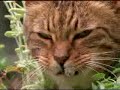 Gatos drogados con Nepeta Cataria