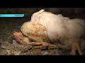 Five News | Freedom Food Investigation