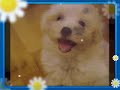 bichón maltés ney