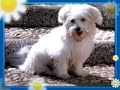 bichón maltés ney