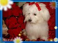bichón maltés ney