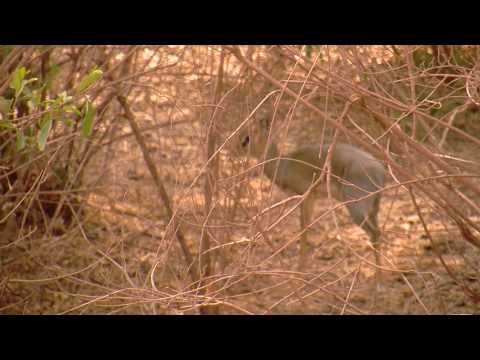 dik-dik