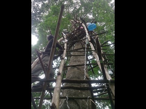 how to harvest agarwood