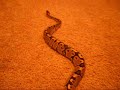 Ball Python Care Video Ball Python Care Video