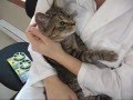 videos de Quenouille