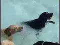 Swimming Dogs