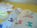 Ferrets on a Bed