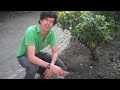 GGTV International Sunflower Guerilla Gardening Day Video Tutorial