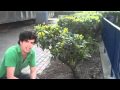 Guerrilla Gardening
