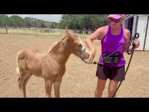 Shasta – Two Weeks Old