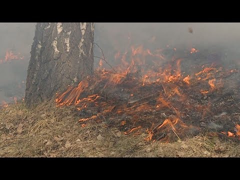 Эколагі манітораць сітуацыю з паламі сухой травы видео