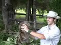 Mammal Watching: The Triumpherent