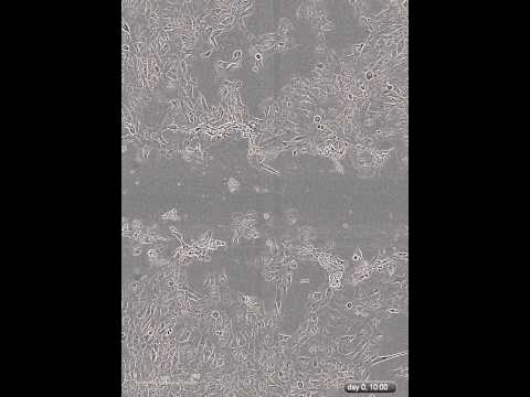 how to dissolve drug in dmso