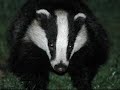 Badger: The Movie
