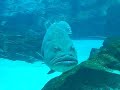 Georgia Aquarium - Giant Grouper