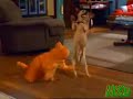 Garfield Kara Koyun