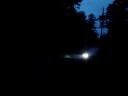 Rex at night