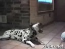 Talking dogs