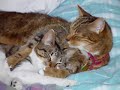 manx kittens cute