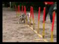 grim slalom 7 mes.wmv