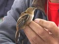 jardins amis des oiseaux  8 
