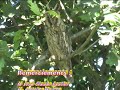 jardins amis des oiseaux  8 