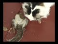 Yoda - Eating a Squirrel