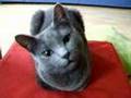 Russian Blue Cat ZsaZsa