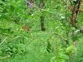 Dhole  - The Indian Wild Dog