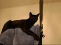 Pudy Tat's World Pt 2