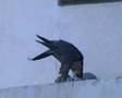 Killer-Eagle-in-Buil