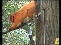Washington DC Zoo Golden Lion Tamarin Monkeys