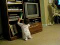 videos de Pabliny engatinhando...