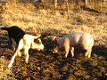Dog and Pig Playing