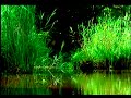 la primavera de VIVALDI