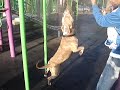 JUNIOR HANGING JUNIOR HANGING