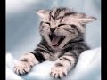 vERY fUNNY cATS 5 vERY fUNNY cATS 5