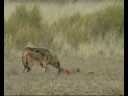 Jackals VS Caracal, Kgalagadi