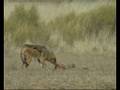 Jackals VS Caracal, Kgalagadi