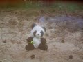 Happy Tree Knuffels 9 - Koning Panda Happy Tree Knuffels 9 - Koning Panda