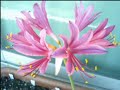 Lycoris - 2006