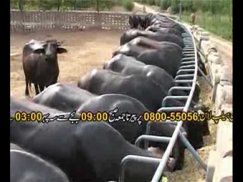 Sahibzada - Dr.Ashraf Sahibzada produced a documentary for Pakistani farmers in urdu. His current Helpline no. is 080070714, and his cell no. is 03335121879.